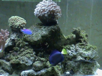 saltwater fish - acanthurus coeruleus - blue caribbean tang stocking in 72 gallons tank - purpel pot and blue tang saltwater fish - acanthurus coeruleus - blue caribbean tang stocking in 72 gallons tank - purpel pot and blue tang