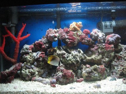 saltwater fish - chaetodon auriga - auriga butterflyfish stocking in 35 gallons tank - threadfin cruisin saltwater fish - chaetodon auriga - auriga butterflyfish stocking in 35 gallons tank - threadfin cruisin