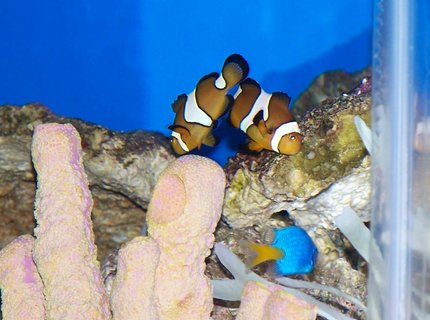 saltwater fish - amphiprion percula - true percula clownfish stocking in 50 gallons tank - My clowns keeping an eye on their new neighbor. saltwater fish - amphiprion percula - true percula clownfish stocking in 50 gallons tank - My clowns keeping an eye on their new neighbor.