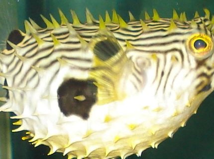 saltwater fish - chilomycterus schoepfi - spiny box puffer stocking in 110 gallons tank - puffer all puffed up saltwater fish - chilomycterus schoepfi - spiny box puffer stocking in 110 gallons tank - puffer all puffed up