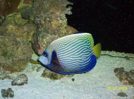 saltwater fish - pomacanthus imperator - imperator angelfish stocking in 155 gallons tank - emporer angel saltwater fish - pomacanthus imperator - imperator angelfish stocking in 155 gallons tank - emporer angel