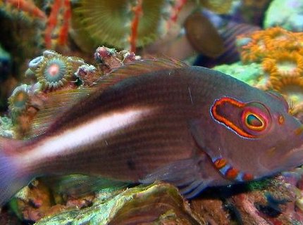 saltwater fish - paracirrhitus arcuatus - arc eye hawkfish stocking in 54 gallons tank - ARC EYE HAWK FISH saltwater fish - paracirrhitus arcuatus - arc eye hawkfish stocking in 54 gallons tank - ARC EYE HAWK FISH