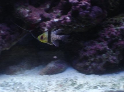 saltwater fish - sphaeramia nematoptera - spotted cardinalfish stocking in 75 gallons tank - Pajama Cardinalfish saltwater fish - sphaeramia nematoptera - spotted cardinalfish stocking in 75 gallons tank - Pajama Cardinalfish