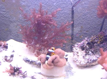saltwater fish - amphiprion clarkii - clarkii clownfish stocking in 90 gallons tank - fish a home saltwater fish - amphiprion clarkii - clarkii clownfish stocking in 90 gallons tank - fish a home