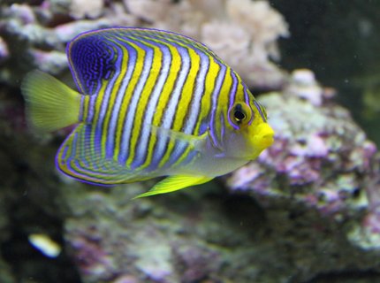 saltwater fish - pygoplites diacanthus - regal angelfish stocking in 90 gallons tank - regal angelfish saltwater fish - pygoplites diacanthus - regal angelfish stocking in 90 gallons tank - regal angelfish