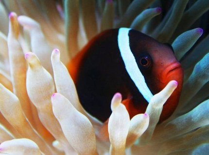 saltwater fish - amphiprion frenatus - tomato clownfish stocking in 75 gallons tank - Tomato clown and new Bubble tip Anemone saltwater fish - amphiprion frenatus - tomato clownfish stocking in 75 gallons tank - Tomato clown and new Bubble tip Anemone