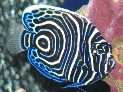 saltwater fish - pomacanthus imperator - emperor angelfish stocking in 125 gallons tank - Juvenile Emperor Angel saltwater fish - pomacanthus imperator - emperor angelfish stocking in 125 gallons tank - Juvenile Emperor Angel