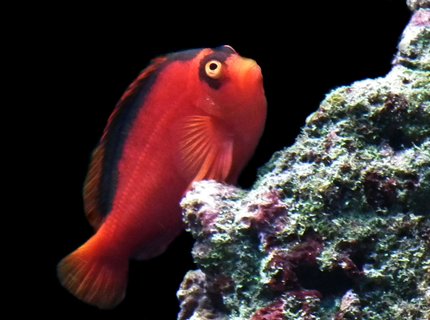 saltwater fish - neocirrhitus armatus - flame hawkfish stocking in 165 gallons tank - Flame my Hawkfish saltwater fish - neocirrhitus armatus - flame hawkfish stocking in 165 gallons tank - Flame my Hawkfish