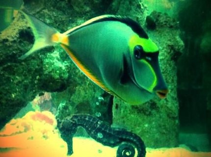 saltwater fish - naso lituratus - naso tang stocking in 120 gallons tank - Naso Tang and Kuda Seahorse are Lovers! saltwater fish - naso lituratus - naso tang stocking in 120 gallons tank - Naso Tang and Kuda Seahorse are Lovers!