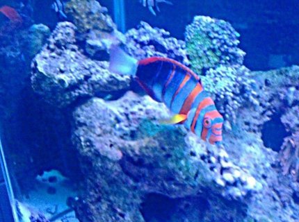 saltwater fish - choerodon fasciatus - harlequin tusk stocking in 120 gallons tank - Harlequin TuskFish saltwater fish - choerodon fasciatus - harlequin tusk stocking in 120 gallons tank - Harlequin TuskFish
