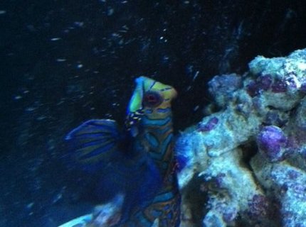 saltwater fish - synchiropus splendidus - green mandarin stocking in 90 gallons tank - Dragonet saltwater fish - synchiropus splendidus - green mandarin stocking in 90 gallons tank - Dragonet