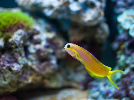 saltwater fish - ecsenius midas - midas blenny stocking in 55 gallons tank - Midas Blenny saltwater fish - ecsenius midas - midas blenny stocking in 55 gallons tank - Midas Blenny