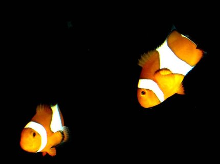 saltwater fish - amphiprion percula - true percula clownfish stocking in 80 gallons tank - My Clown Fish saltwater fish - amphiprion percula - true percula clownfish stocking in 80 gallons tank - My Clown Fish