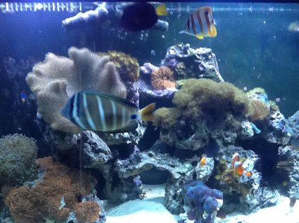 saltwater fish - chelmon rostratus - copperband butterflyfish stocking in 72 gallons tank - My 72 bow front saltwater fish - chelmon rostratus - copperband butterflyfish stocking in 72 gallons tank - My 72 bow front