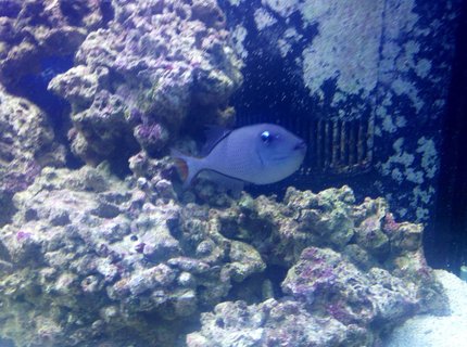 saltwater fish - xanthichthys auromarginatus - blue throat triggerfish stocking in 150 gallons tank - Blue Throat Trigger..very peaceful saltwater fish - xanthichthys auromarginatus - blue throat triggerfish stocking in 150 gallons tank - Blue Throat Trigger..very peaceful