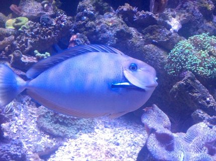 saltwater fish - naso vlamingii - vlamingii tang stocking in 550 gallons tank - Vlamingii tang 14" saltwater fish - naso vlamingii - vlamingii tang stocking in 550 gallons tank - Vlamingii tang 14"