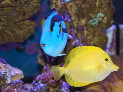 saltwater fish - zebrasoma flavescens - yellow tang - hawaii stocking in 120 gallons tank - My blue hippo and yellow tang saltwater fish - zebrasoma flavescens - yellow tang - hawaii stocking in 120 gallons tank - My blue hippo and yellow tang