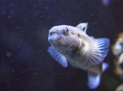 saltwater fish - amblygobius phalaena - sleeper banded goby stocking in 45 gallons tank - Banded Goby, Amblygobius phalaena saltwater fish - amblygobius phalaena - sleeper banded goby stocking in 45 gallons tank - Banded Goby, Amblygobius phalaena