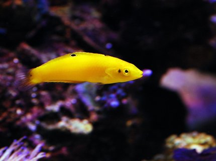 saltwater fish - halichoeres chrysus - yellow wrasse stocking in 105 gallons tank - Yellow Coris saltwater fish - halichoeres chrysus - yellow wrasse stocking in 105 gallons tank - Yellow Coris