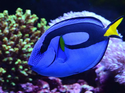saltwater fish - paracanthurus hepatus - blue tang stocking in 240 gallons tank - My Blue Tang saltwater fish - paracanthurus hepatus - blue tang stocking in 240 gallons tank - My Blue Tang