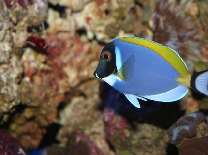 saltwater fish - acanthurus leucosternon - powder blue tang stocking in 100 gallons tank - This is my Powder Blue Tang named Dora. These fish are supposed to be peaceful, but Dora is the KING FISH in my tank and she doesn't let the other fish forget it! saltwater fish - acanthurus leucosternon - powder blue tang stocking in 100 gallons tank - This is my Powder Blue Tang named Dora. These fish are supposed to be peaceful, but Dora is the KING FISH in my tank and she doesn't let the other fish forget it!