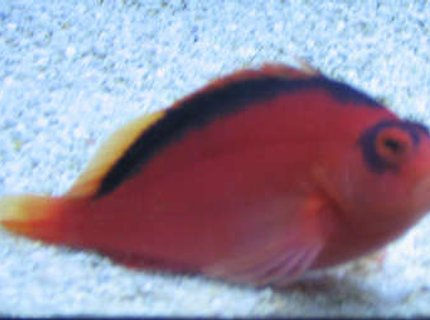 saltwater fish - neocirrhitus armatus - flame hawkfish stocking in 38 gallons tank - flame hawk on tank 2 sand saltwater fish - neocirrhitus armatus - flame hawkfish stocking in 38 gallons tank - flame hawk on tank 2 sand