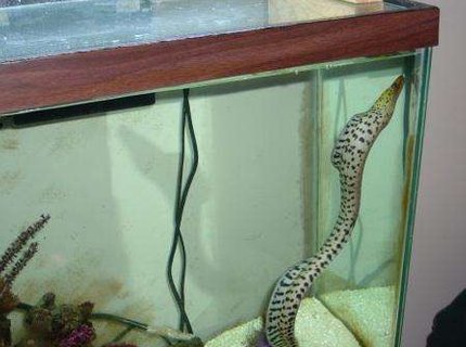 saltwater fish - gymnothorax fimbriatus - fimbriated eel stocking in 55 gallons tank - Eel in 55 gal saltwater fish - gymnothorax fimbriatus - fimbriated eel stocking in 55 gallons tank - Eel in 55 gal