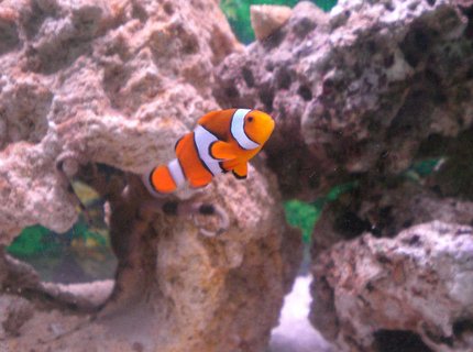 saltwater fish - amphiprion percula - true percula clownfish stocking in 29 gallons tank - My Percula :) saltwater fish - amphiprion percula - true percula clownfish stocking in 29 gallons tank - My Percula :)