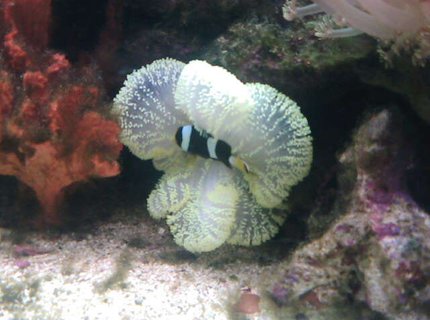 saltwater fish - amphiprion clarkii - clarkii clownfish stocking in 70 gallons tank - my crazy clown in his house saltwater fish - amphiprion clarkii - clarkii clownfish stocking in 70 gallons tank - my crazy clown in his house
