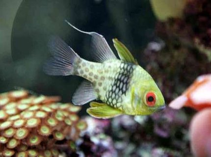 saltwater fish - sphaeramia nematoptera - spotted cardinalfish stocking in 55 gallons tank - My PJ cardinal. saltwater fish - sphaeramia nematoptera - spotted cardinalfish stocking in 55 gallons tank - My PJ cardinal.