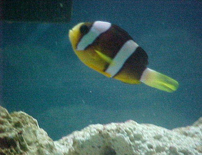 saltwater fish - amphiprion clarkii - clarkii clownfish saltwater fish - amphiprion clarkii - clarkii clownfish