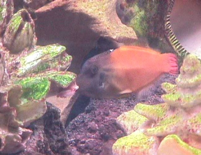 saltwater fish - pervagor melanocephalus - colored filefish - I have a 120 gallon semi reef tank as my hobby for about 3.5 years. saltwater fish - pervagor melanocephalus - colored filefish - I have a 120 gallon semi reef tank as my hobby for about 3.5 years.