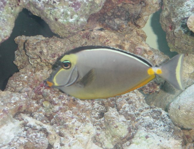 saltwater fish - naso lituratus - naso tang saltwater fish - naso lituratus - naso tang