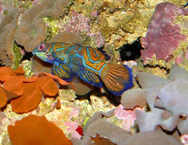 saltwater fish - pterosynchiropus splendidus var. - red mandarin saltwater fish - pterosynchiropus splendidus var. - red mandarin