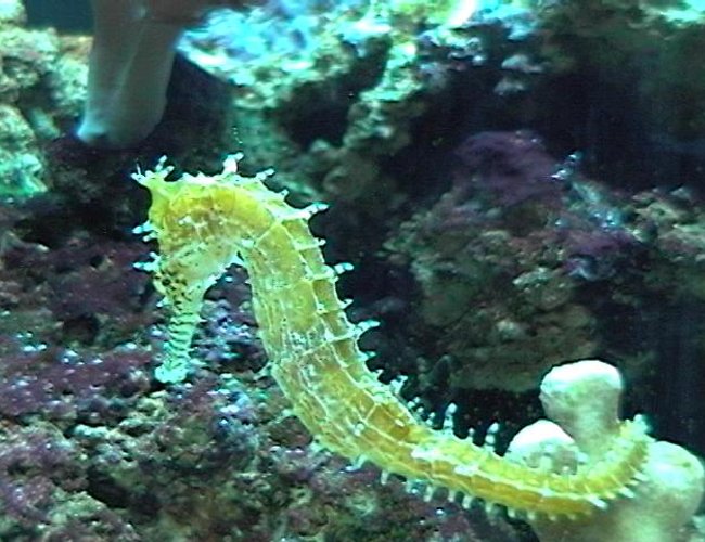 saltwater fish - hippocampus reidi - brazilian reidi seahorse saltwater fish - hippocampus reidi - brazilian reidi seahorse