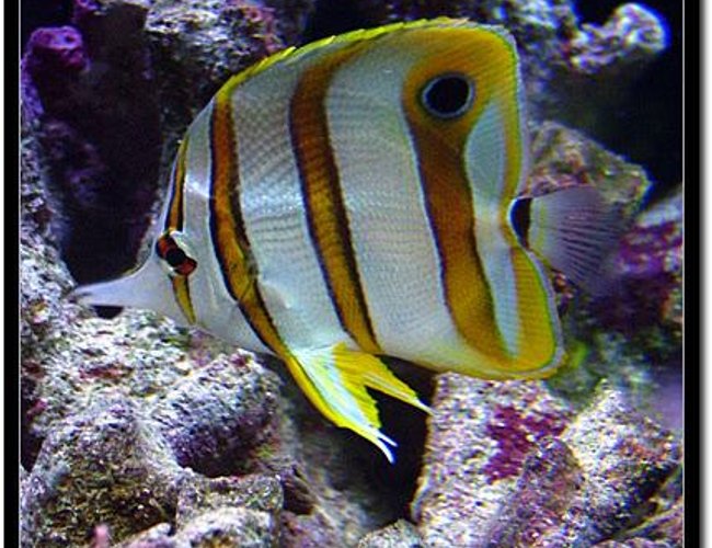 saltwater fish - chelmon rostratus - copperband butterflyfish - Copperband Butterfly saltwater fish - chelmon rostratus - copperband butterflyfish - Copperband Butterfly