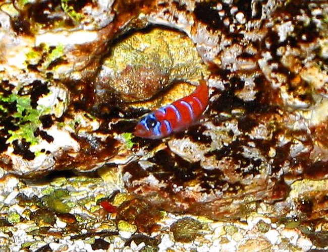 saltwater fish - lythrypnus dalli - catalina goby - 120 reef tank
2 400 20,000K
6 55 blue PC
Tide pool 2
tons of fish and coral and inverts saltwater fish - lythrypnus dalli - catalina goby - 120 reef tank
2 400 20,000K
6 55 blue PC
Tide pool 2
tons of fish and coral and inverts