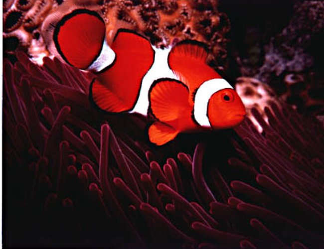 saltwater fish - premnas biaculeatus - maroon clownfish - like fish saltwater fish - premnas biaculeatus - maroon clownfish - like fish