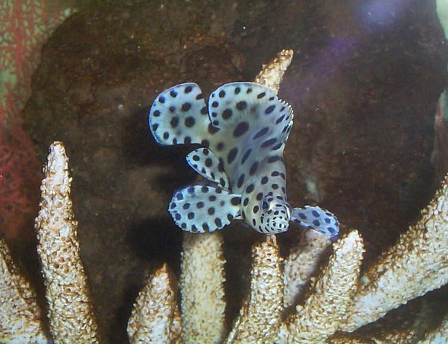 saltwater fish - cromileptes altivelis - panther grouper stocking in 90 gallons tank - panther grouper saltwater fish - cromileptes altivelis - panther grouper stocking in 90 gallons tank - panther grouper