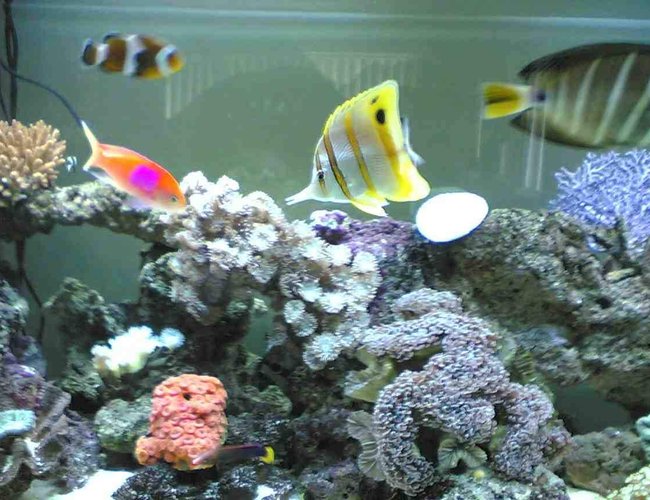 saltwater fish - pseudanthias bimaculatus - bimaculatus anthias stocking in 85 gallons tank - this is a distant shot of the front of my tank with some fish and corol on show saltwater fish - pseudanthias bimaculatus - bimaculatus anthias stocking in 85 gallons tank - this is a distant shot of the front of my tank with some fish and corol on show