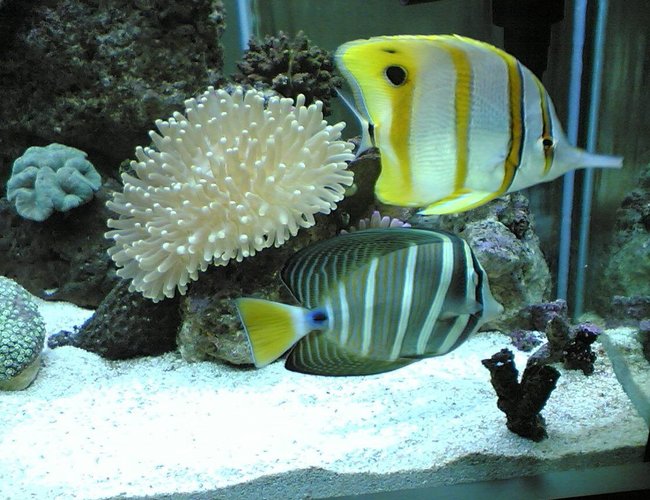 saltwater fish - zebrasoma veliferum - sailfin tang stocking in 85 gallons tank - this is a close up of my sailfin tang with the copper banded butterfly fish, my plate corol is in the back ground saltwater fish - zebrasoma veliferum - sailfin tang stocking in 85 gallons tank - this is a close up of my sailfin tang with the copper banded butterfly fish, my plate corol is in the back ground
