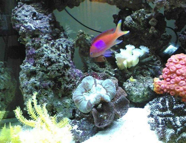 saltwater fish - pseudanthias bimaculatus - bimaculatus anthias stocking in 85 gallons tank - this pic has the pink anthius and the yellow feather star in it saltwater fish - pseudanthias bimaculatus - bimaculatus anthias stocking in 85 gallons tank - this pic has the pink anthius and the yellow feather star in it