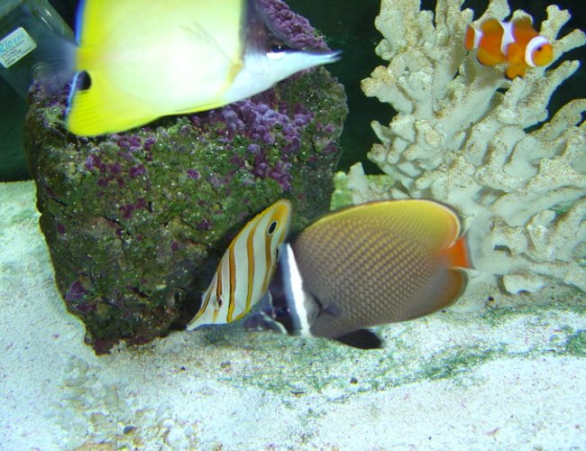 saltwater fish - pomacanthus annularis - annularis angelfish - This is my 125 gallon seawater fish only tank, pictured is a young blueringed angelfish (P. annularis). This tank is still a work in progress I recently added a large naso tang. saltwater fish - pomacanthus annularis - annularis angelfish - This is my 125 gallon seawater fish only tank, pictured is a young blueringed angelfish (P. annularis). This tank is still a work in progress I recently added a large naso tang.