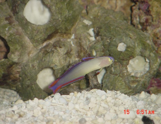 saltwater fish - nemateleotris decora - firefish, purple saltwater fish - nemateleotris decora - firefish, purple