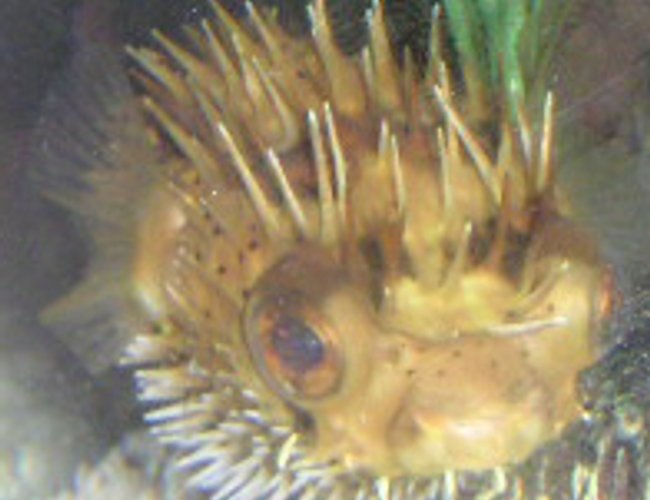 saltwater fish - diodon holocanthus - porcupine puffer stocking in 55 gallons tank - Porcupine Puffer saltwater fish - diodon holocanthus - porcupine puffer stocking in 55 gallons tank - Porcupine Puffer