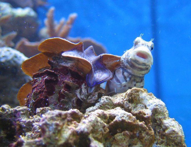 saltwater fish - salarias fasciatus - sailfin/algae blenny stocking in 100 gallons tank - Salarias Fasciatus saltwater fish - salarias fasciatus - sailfin/algae blenny stocking in 100 gallons tank - Salarias Fasciatus