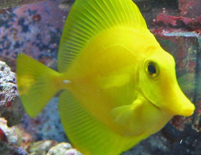 saltwater fish - zebrasoma flavescens - yellow tang - hawaii stocking in 100 gallons tank - Zebrasoma flavescens saltwater fish - zebrasoma flavescens - yellow tang - hawaii stocking in 100 gallons tank - Zebrasoma flavescens