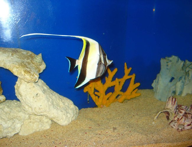 saltwater fish - zanclus canescens - moorish idol stocking in 125 gallons tank - moorish idle saltwater fish - zanclus canescens - moorish idol stocking in 125 gallons tank - moorish idle