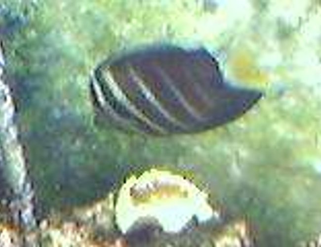 saltwater fish - zebrasoma veliferum - sailfin tang stocking in 75 gallons tank - my sailfin tang saltwater fish - zebrasoma veliferum - sailfin tang stocking in 75 gallons tank - my sailfin tang