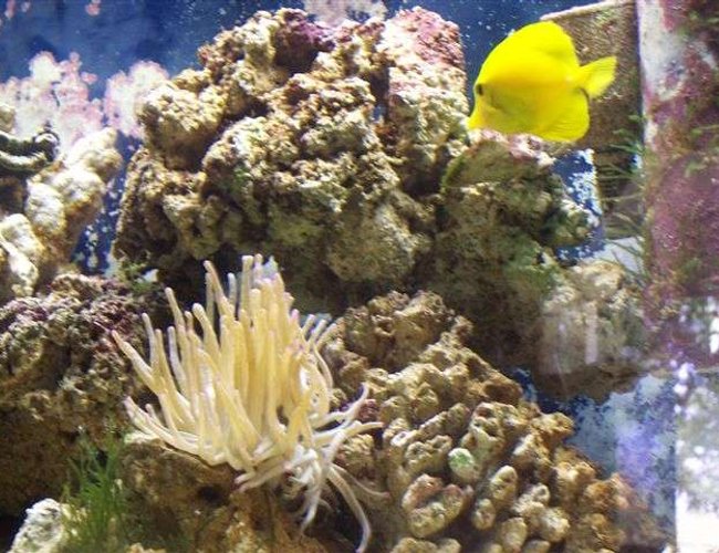 saltwater fish - zebrasoma flavescens - yellow tang - hawaii stocking in 125 gallons tank - Yellow Tang saltwater fish - zebrasoma flavescens - yellow tang - hawaii stocking in 125 gallons tank - Yellow Tang